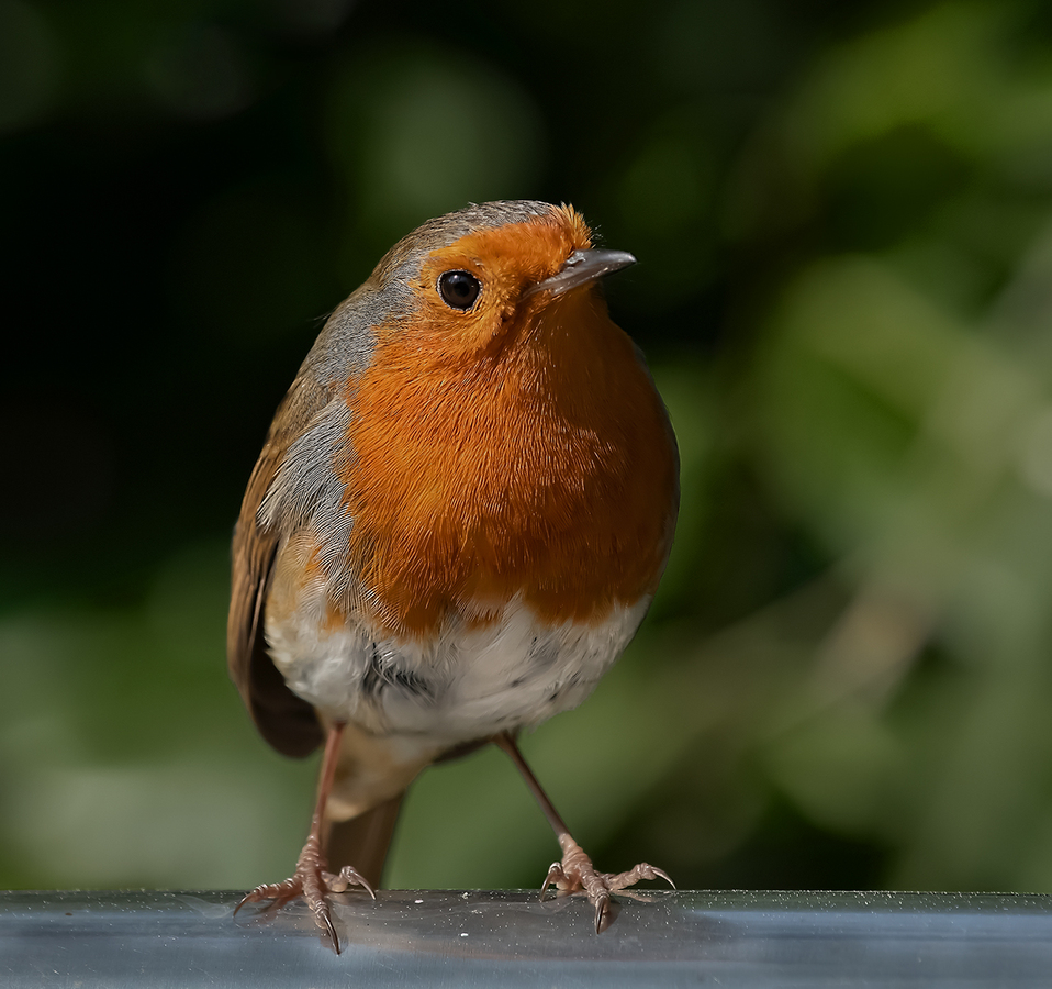 Merry Robin - John Laverock